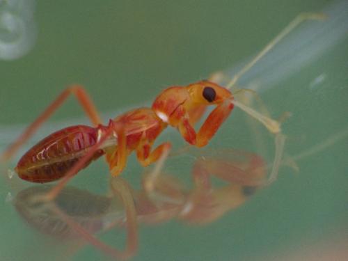 Réf. 300 749 : Himacerus mirmicoides